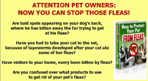 How-To-Protect-Your-Pet-From-Fleas