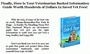 home-remedies-for-cats-natural-healing