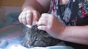 Removing Ear Wax From Cats